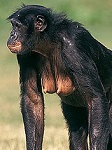 bonobo 561407d3cbc4ca9160c3b2460be2a0dd--monkey-business-google-search